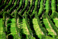 Nebbiolo vigna    Nebbiolo vineyard